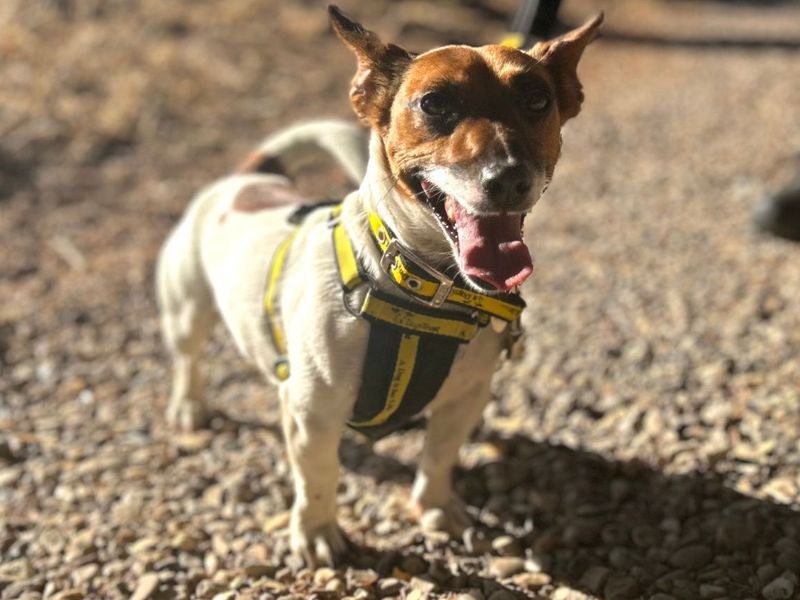 Pearl | Terrier (Jack Russell) | Snetterton (Norfolk) - 7