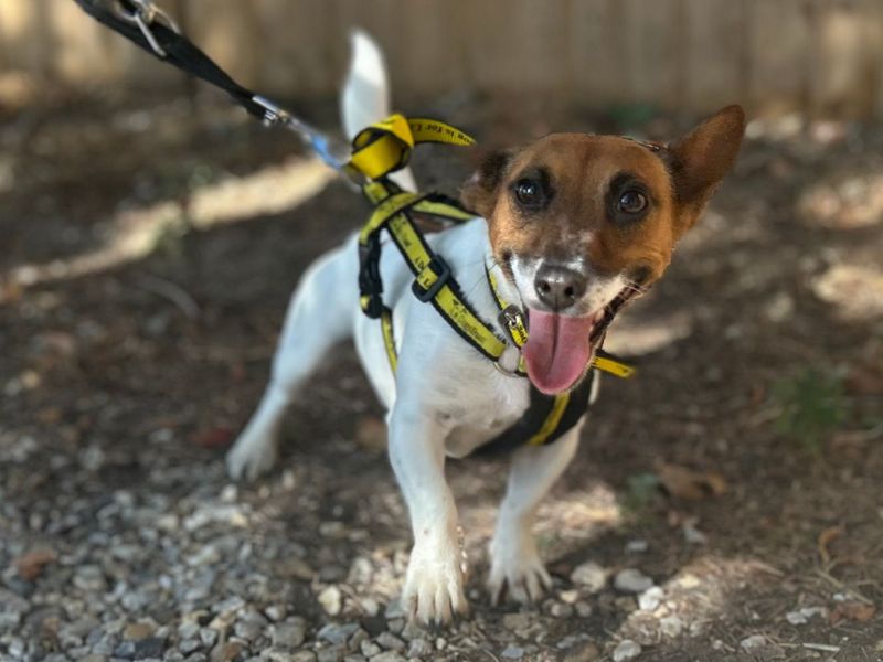 Pearl | Terrier (Jack Russell) | Snetterton (Norfolk) - 2