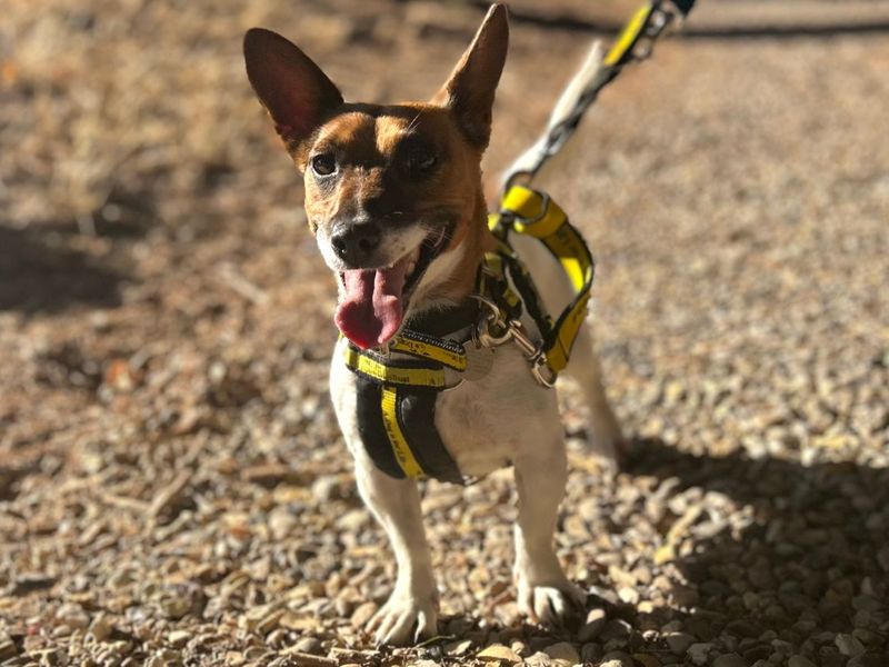 Pearl | Terrier (Jack Russell) | Snetterton (Norfolk) - 3