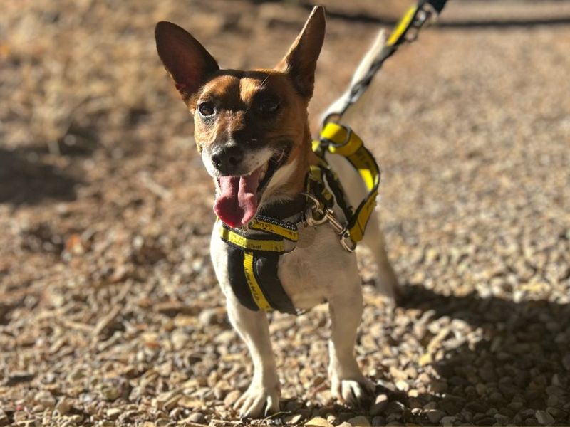 Pearl | Terrier (Jack Russell) | Snetterton (Norfolk) - 4