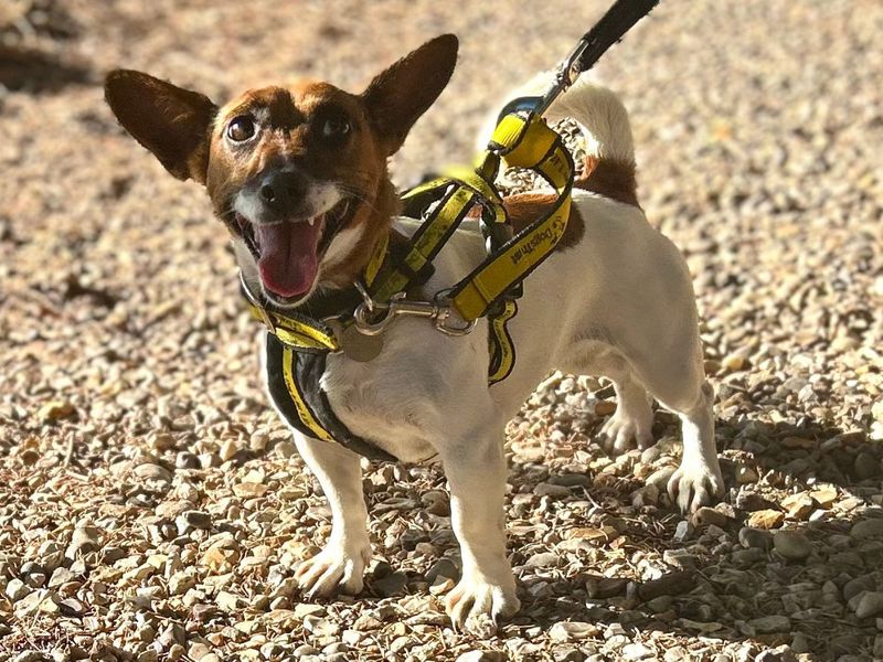 Pearl | Terrier (Jack Russell) | Snetterton (Norfolk) - 6
