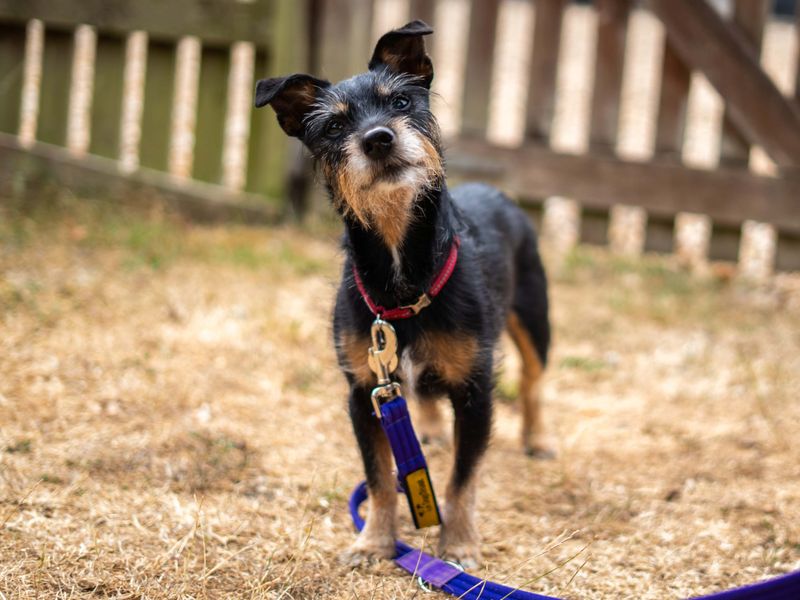 Alfie | Terrier (Jack Russell) | Newbury (Berkshire) - 4