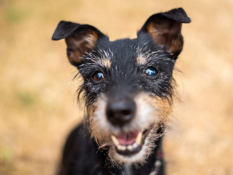Alfie | Terrier (Jack Russell) | Newbury (Berkshire) - 1