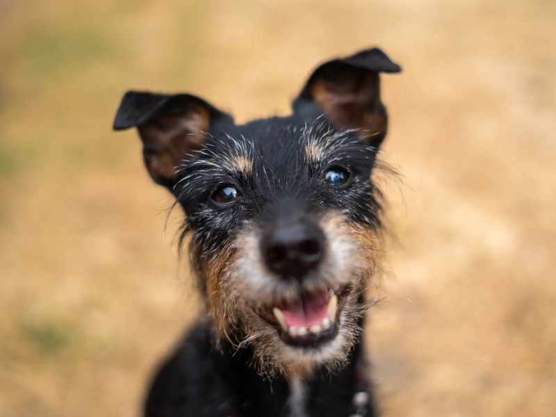 Alfie | Terrier (Jack Russell) | Newbury (Berkshire) - 5