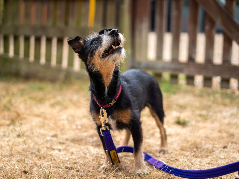 Alfie | Terrier (Jack Russell) | Newbury (Berkshire) - 7