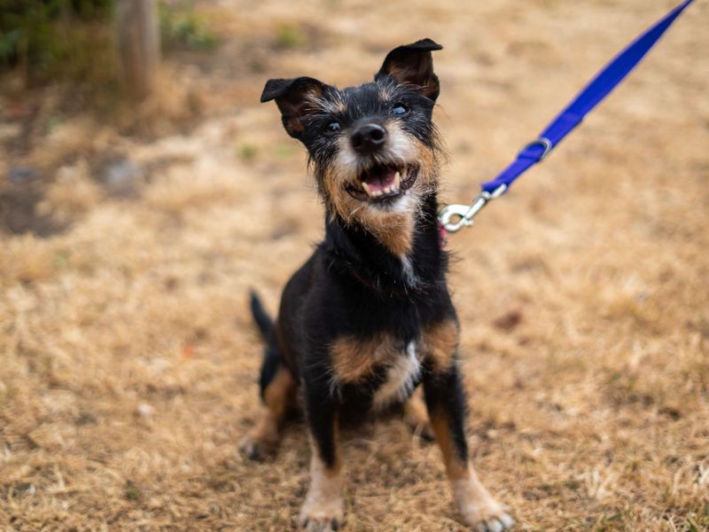 Alfie | Terrier (Jack Russell) | Newbury (Berkshire) - 6