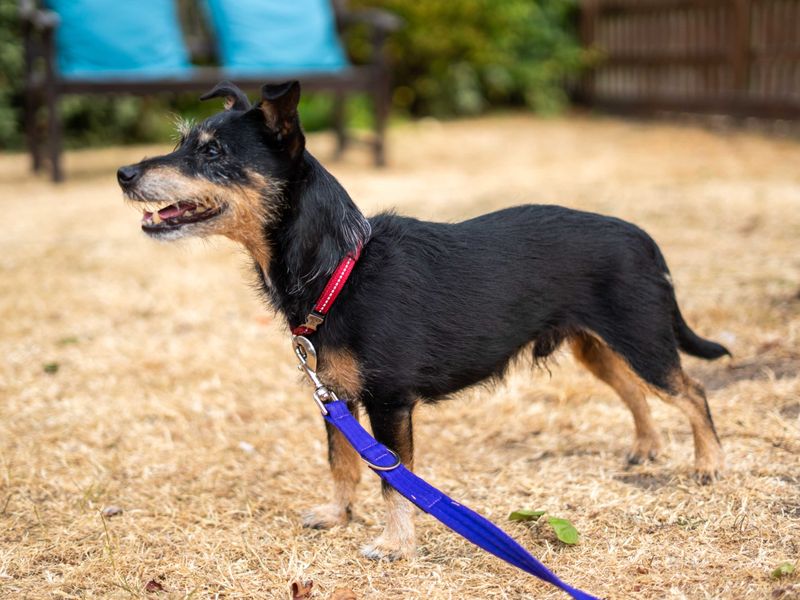 Alfie | Terrier (Jack Russell) | Newbury (Berkshire) - 3