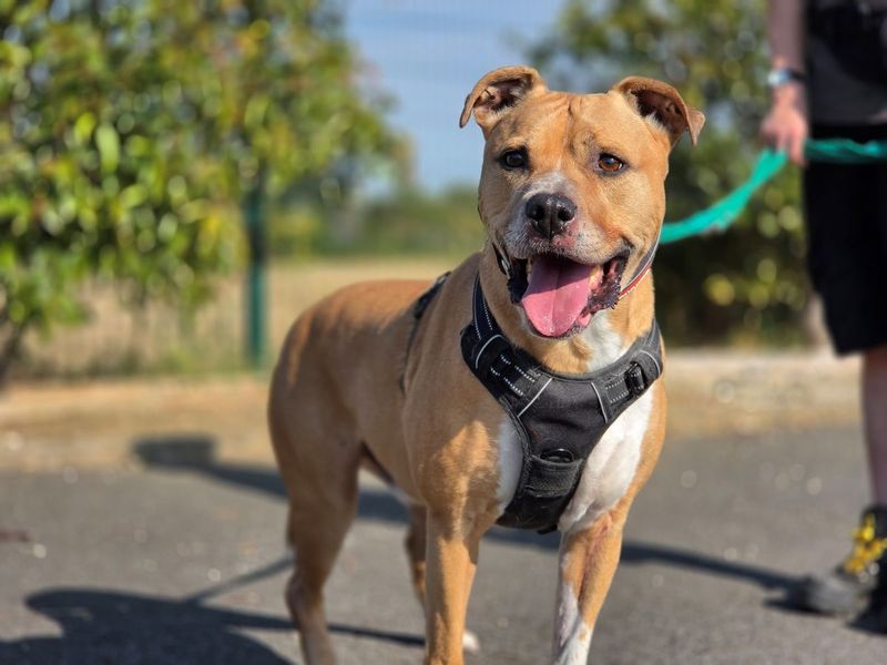 Rusty | Terrier (Staffordshire Bull) Cross | Evesham (Worcestershire) - 3