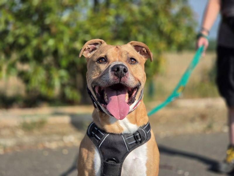 Rusty | Terrier (Staffordshire Bull) Cross | Evesham (Worcestershire) - 2