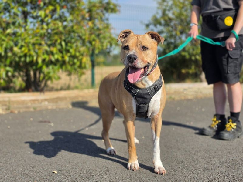 Rusty | Terrier (Staffordshire Bull) Cross | Evesham (Worcestershire) - 4