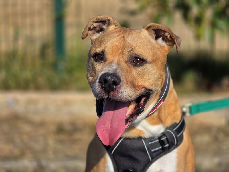 Rusty | Terrier (Staffordshire Bull) Cross | Evesham (Worcestershire) - 7