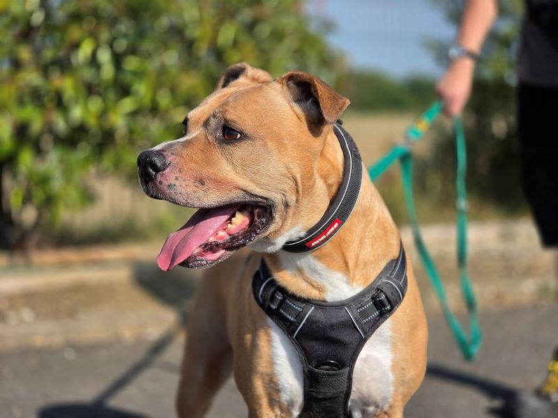Rusty | Terrier (Staffordshire Bull) Cross | Evesham (Worcestershire) - 8