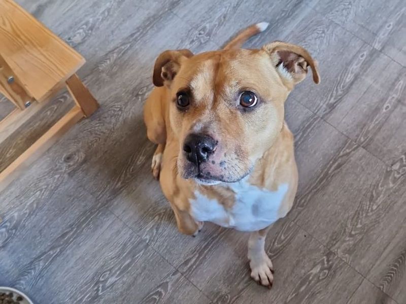 Rusty | Terrier (Staffordshire Bull) Cross | Evesham (Worcestershire) - 10