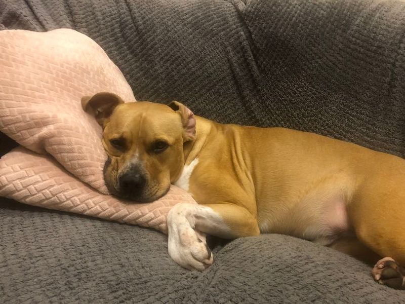 Rusty | Terrier (Staffordshire Bull) Cross | Evesham (Worcestershire) - 1