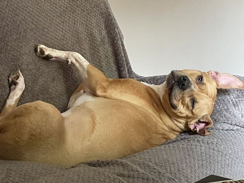 Rusty | Terrier (Staffordshire Bull) Cross | Evesham (Worcestershire) - 5