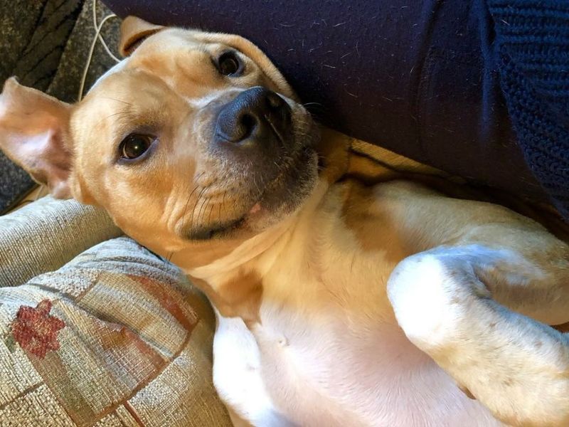 Rusty | Terrier (Staffordshire Bull) Cross | Evesham (Worcestershire) - 9