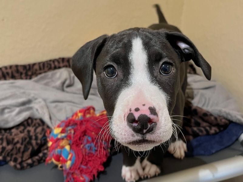 Domino