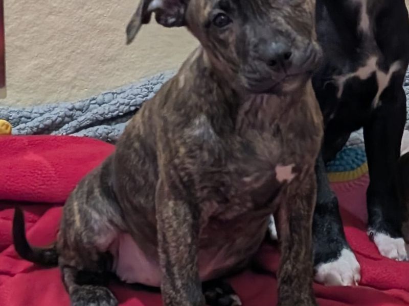 Scrabble | Terrier (Staffordshire Bull) Cross | Ballymena (Northern Ireland) - 1