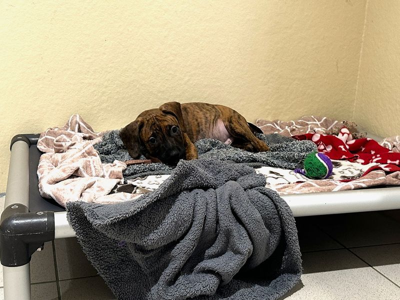 Jenga | Terrier (Staffordshire Bull) Cross | Ballymena (Northern Ireland) - 5