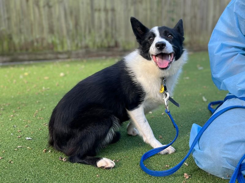 Fiona | Collie (Border) | Canterbury - 1