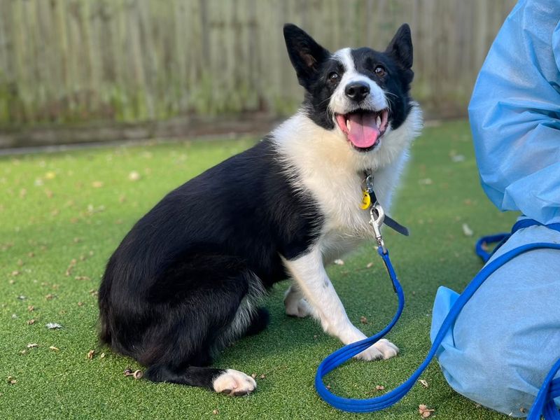 Fiona | Collie (Border) | Canterbury - 2