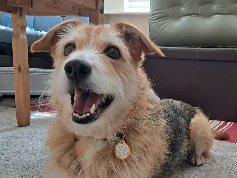 Winnie | Crossbreed | Merseyside (Liverpool) - 1
