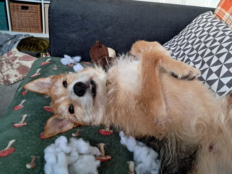 Winnie | Crossbreed | Merseyside (Liverpool) - 2