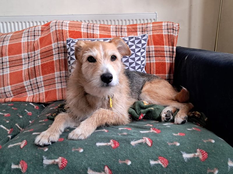 Winnie | Crossbreed | Merseyside (Liverpool) - 3