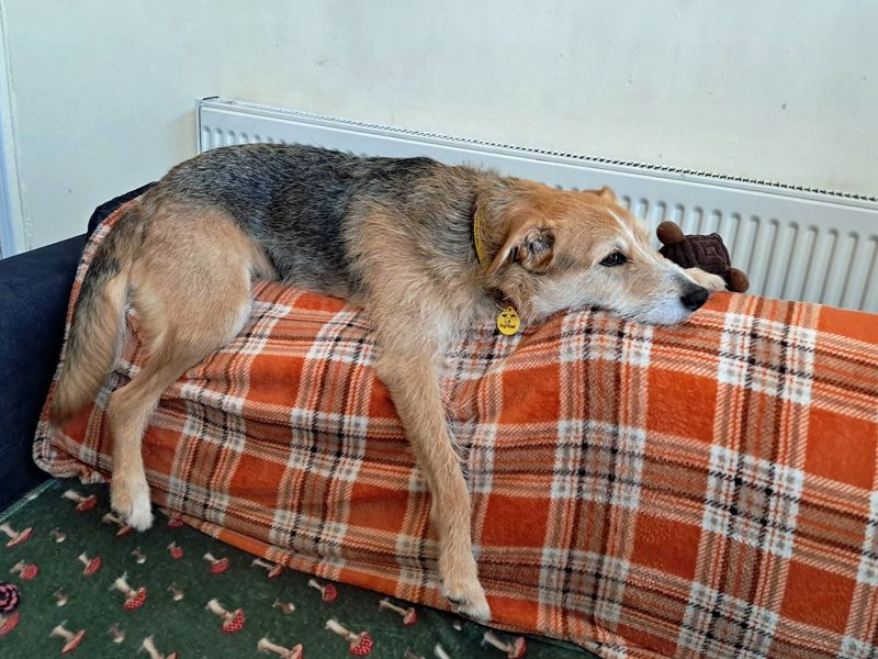 Winnie | Crossbreed | Merseyside (Liverpool) - 5