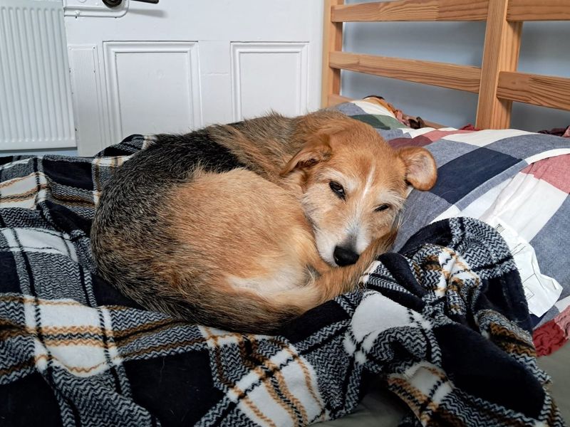 Winnie | Crossbreed | Merseyside (Liverpool) - 4