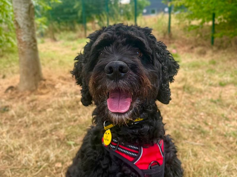 Poodle Dogs And Puppies For Adoption