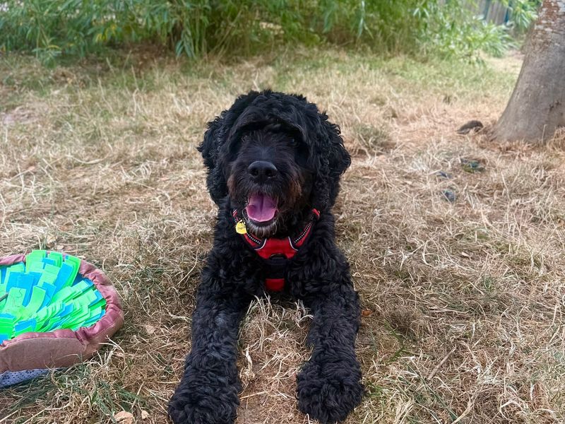 Bo-Peep | Poodle (Standard) Cross | Shrewsbury (Shropshire) - 2