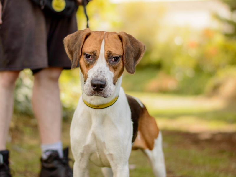 Sully | Harrier | Kenilworth (West Midlands) - 1