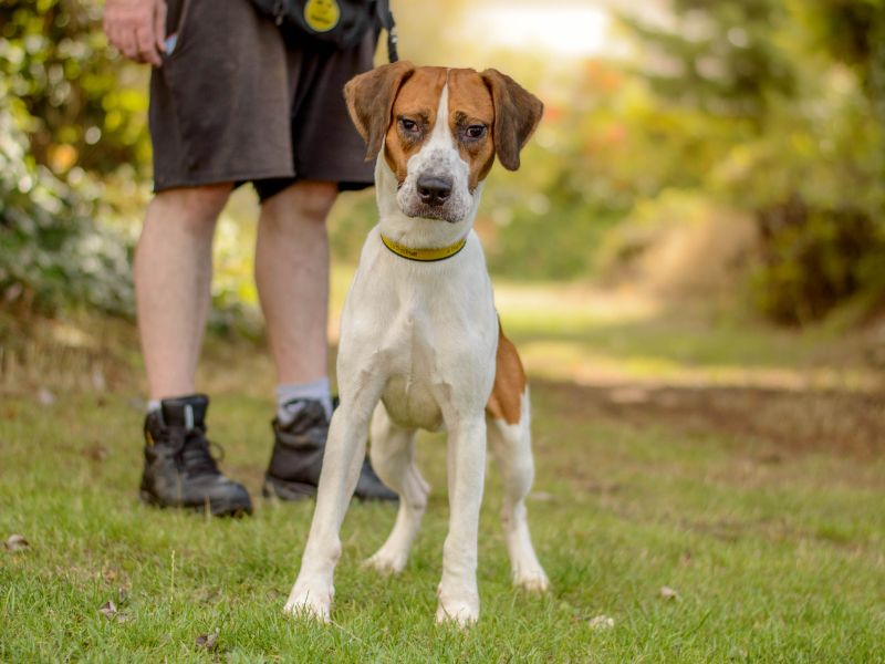 Sully | Harrier | Kenilworth (West Midlands) - 2
