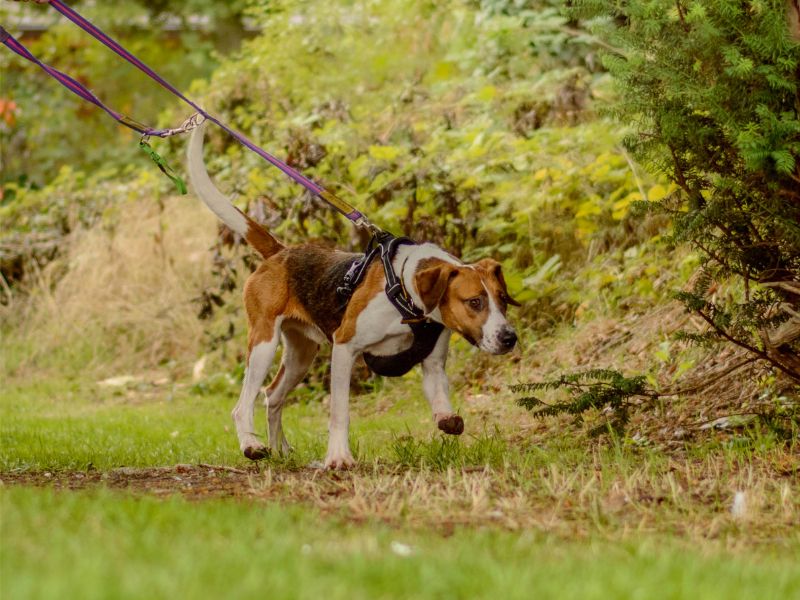 Mike | Harrier | Kenilworth (West Midlands) - 5