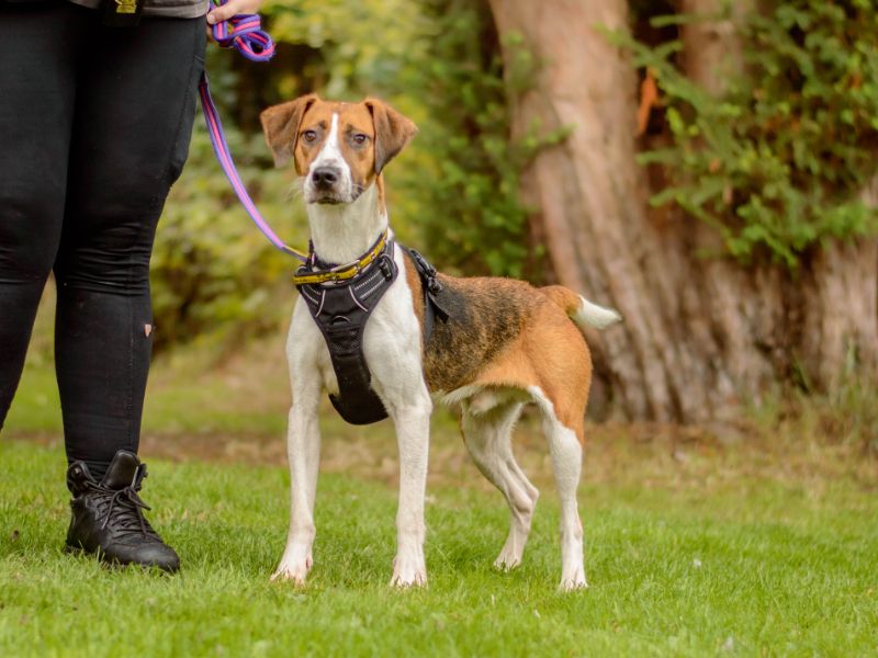 Mike | Harrier | Kenilworth (West Midlands) - 1