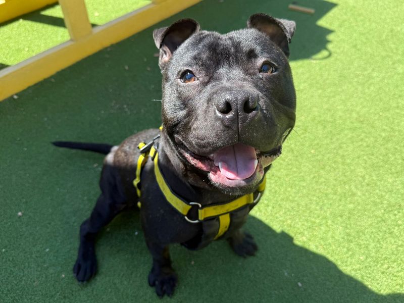 Simba | Terrier (Staffordshire Bull) | Canterbury - 3