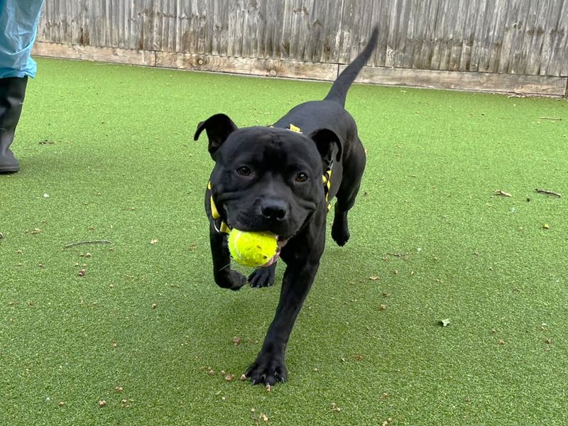Simba | Terrier (Staffordshire Bull) | Canterbury - 2