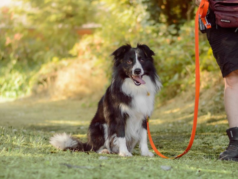 Tigger | Collie (Border) | Kenilworth (West Midlands) - 4