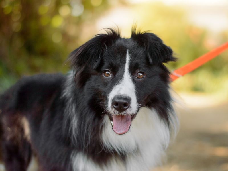 Tigger | Collie (Border) | Kenilworth (West Midlands) - 2