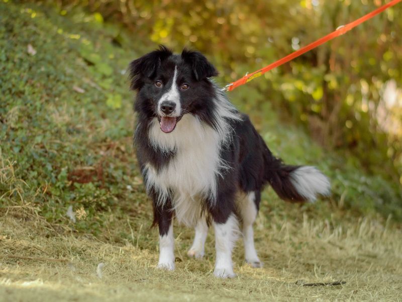 Tigger | Collie (Border) | Kenilworth (West Midlands) - 3