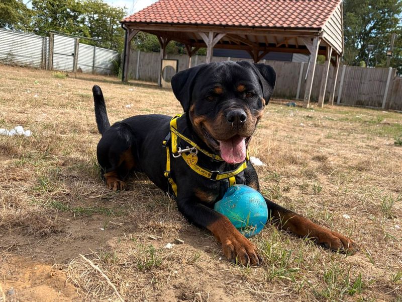 Jasmine | Rottweiler Cross | Snetterton (Norfolk) - 2