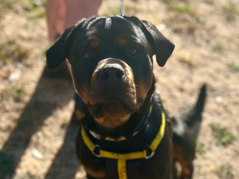 Jasmine | Rottweiler Cross | Snetterton (Norfolk) - 4