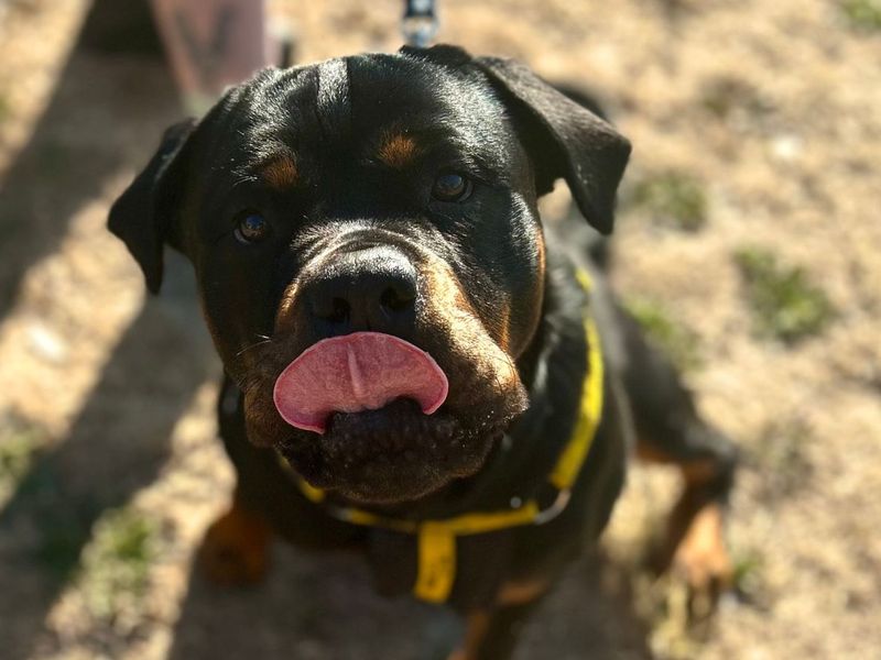 Jasmine | Rottweiler Cross | Snetterton (Norfolk) - 9
