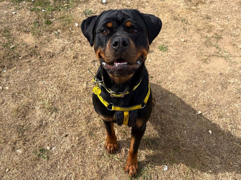 Jasmine | Rottweiler Cross | Snetterton (Norfolk) - 8