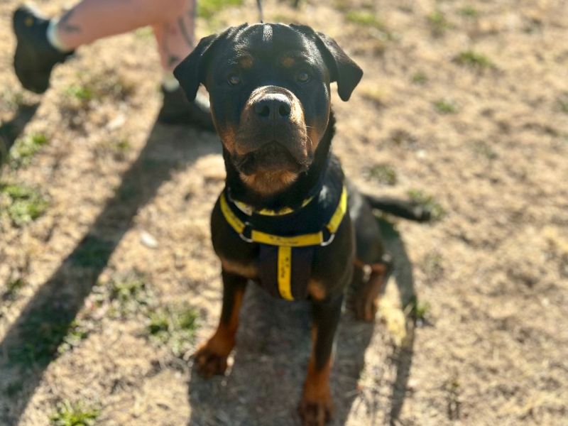 Jasmine | Rottweiler Cross | Snetterton (Norfolk) - 1
