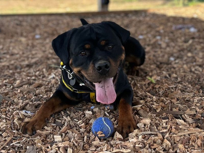 Jasmine | Rottweiler Cross | Snetterton (Norfolk) - 10