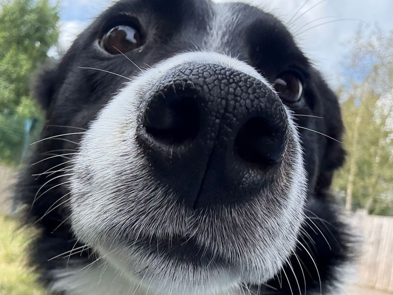 Border Collie Dogs And Puppies For Adoption
