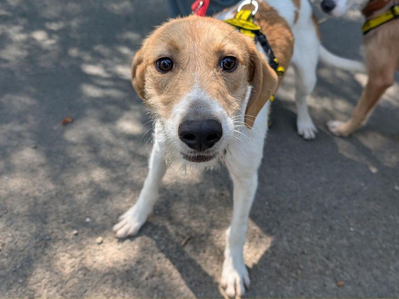 Tarzan | Lurcher | Snetterton (Norfolk) - 7