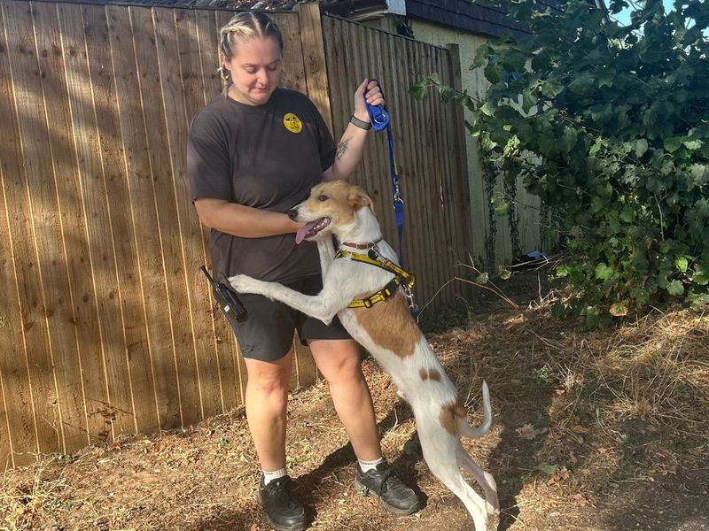 Tarzan | Lurcher | Snetterton (Norfolk) - 2